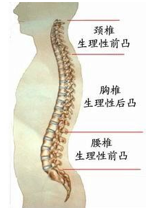 人体腰椎示意图